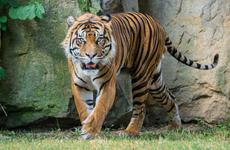 Tygr sumaterský Achilles je nově k vidění v Zoo Praha