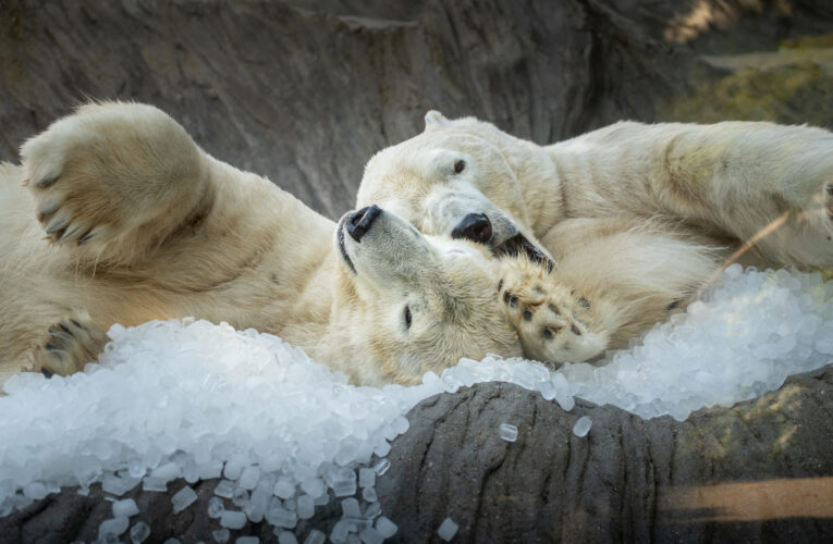 Zoo Praha pod ledem a prázdninová sleva