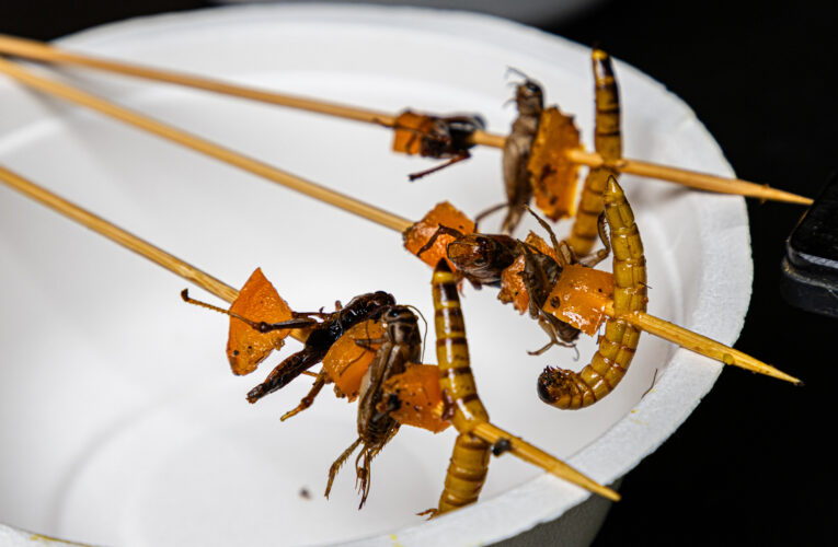 Víkend hmyzožravců v Zoo Praha