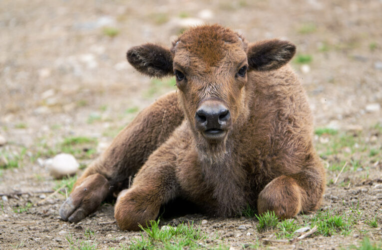 Jiří Prskavec udělil jméno zachráněnému mláděti zubra v Zoo Praha