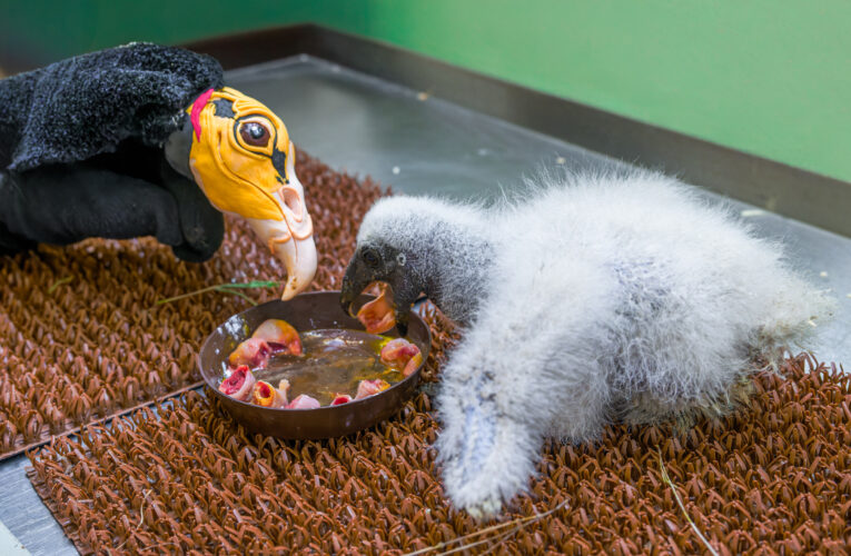 Zoo Praha poprvé odchovává kondora menšího „maňáskovou“ metodou