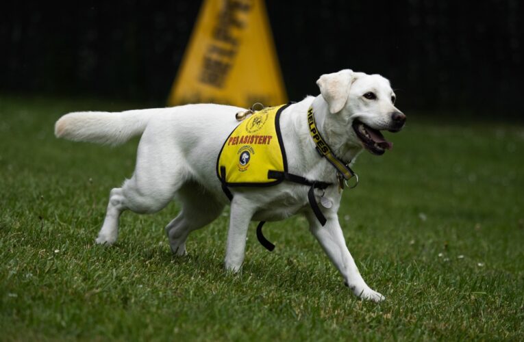 Čtyřnozí pomocníci slaví svůj den. Přestože pomáhají, nejsou vždy vítáni