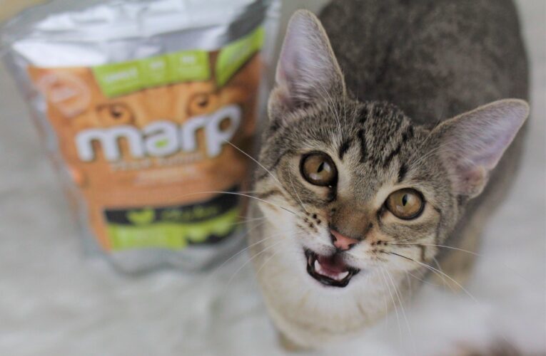 Srpen ve znamení koček: Oslavte s nimi jejich Mezinárodní den!