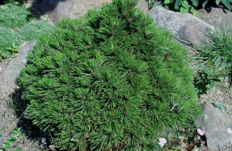 Botanická zahrada v Troji zahajuje letní výstavu. Představuje fascinaci rostlinami a vypráví příběhy živoucích pokladů