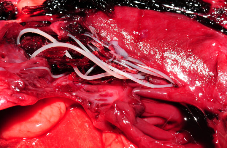 Psy na dovolené ohrožuje parazit – proniká do srdce a plic