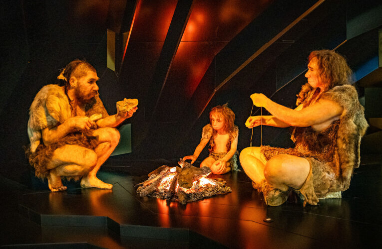 Originály fosilií Lucy a Selam poprvé v Evropě v expozici Lidé a jejich předci v Národním muzeu 