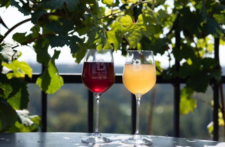 V Troji se chystá vinobraní na Vinici sv. Kláry