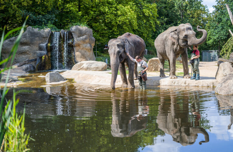 Víkend v Zoo Praha. Světový den slonů oslaví v sobotu, Neděle bude patřit lvům