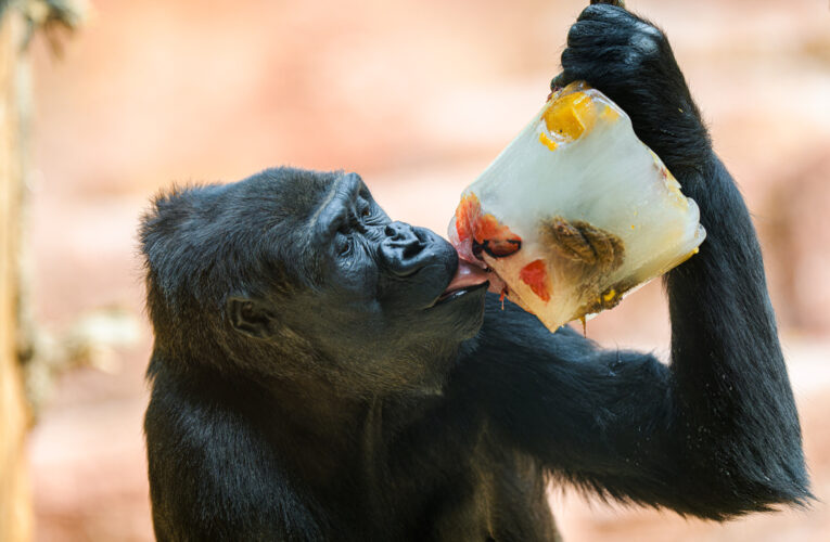 Tuny ledových kostek i mražené speciality. Zoo Praha pod ledem nabídla ochlazení zvířatům i návštěvníkům