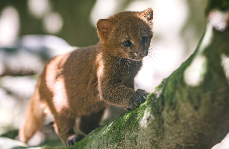 V Zoo Praha jsou poprvé k vidění ryšavá dvojčata jaguarundi