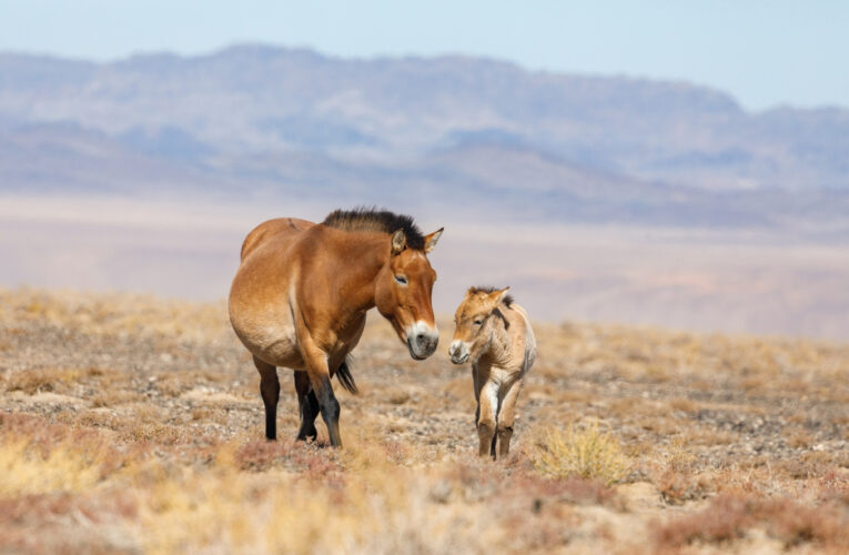 Zoo Praha a Akademie věd ČR spojují své síly k záchraně ohrožených savců