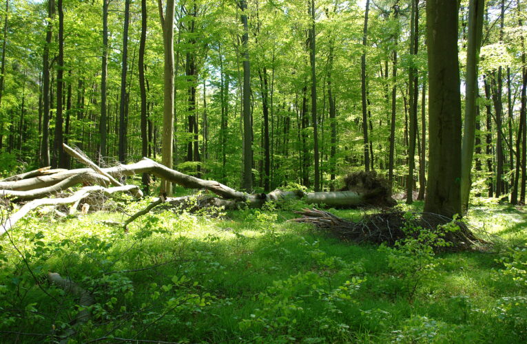 Uhlík jako příležitost, ne problém: Lesy ČR zahajují unikátní projekt