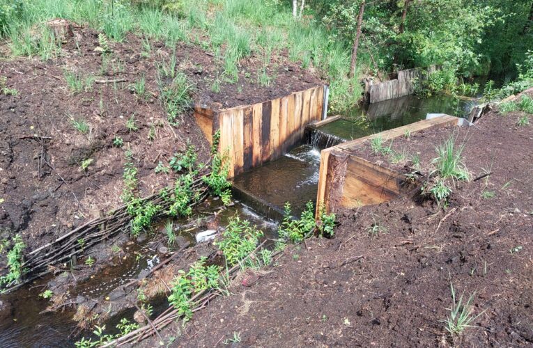 Obnovou přehrážek v jihočeských Borkovických blatech podpořily Lesy ČR tvorbu rašeliny a zachovaly biotop chráněných rostlin i živočichů