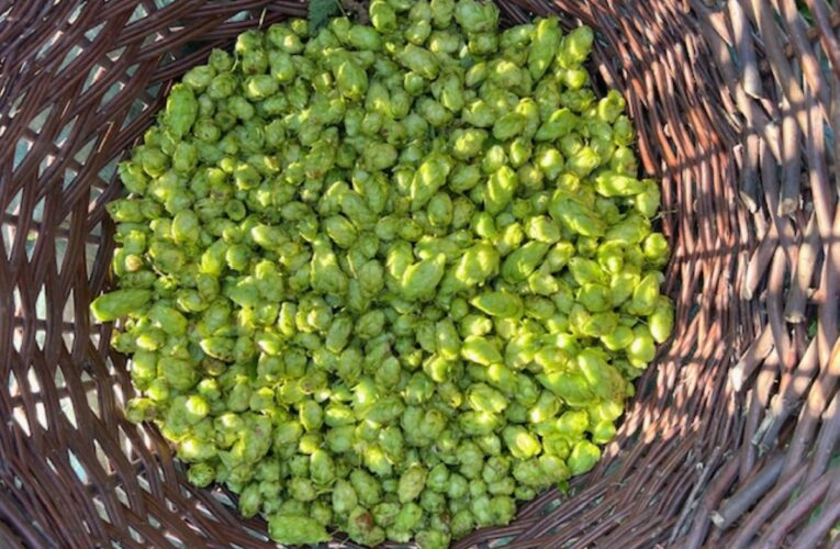 Na Vysočině česali chmel. Bernard uvaří speciální pivo