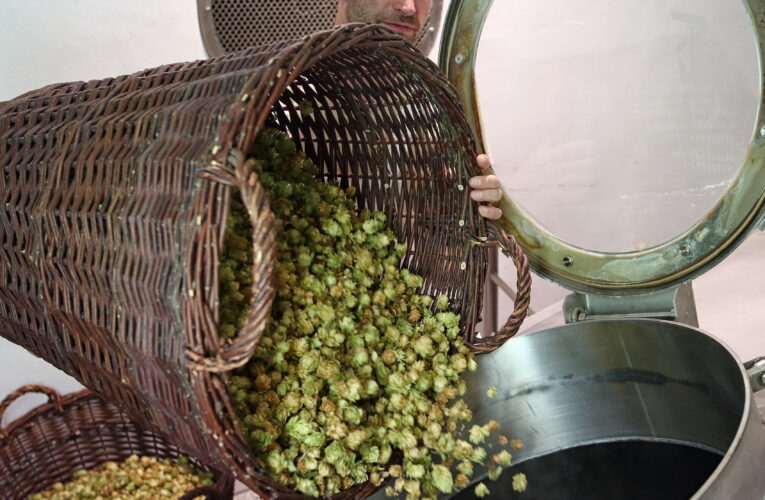 Chmel z Vysočiny už voní v pivu