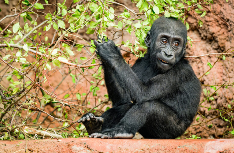 Novinky u goril: loupeživý Ajabu, pečující Kamba a poselství Jane Goodall