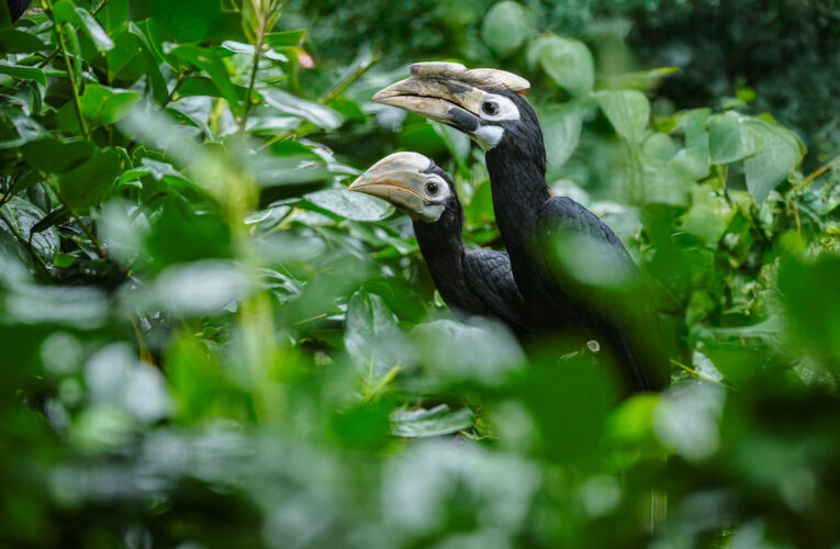 Zoo Praha odchovala jako první zoo v Česku zoborožce běloocasého