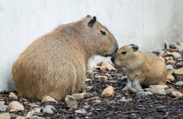 Čtyřčata kapybar v Zoo Praha
