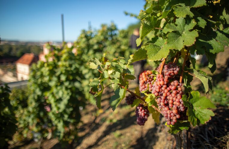 Botanická zahrada ožije oslavami sklizně  na Vinici sv. Kláry v Troji