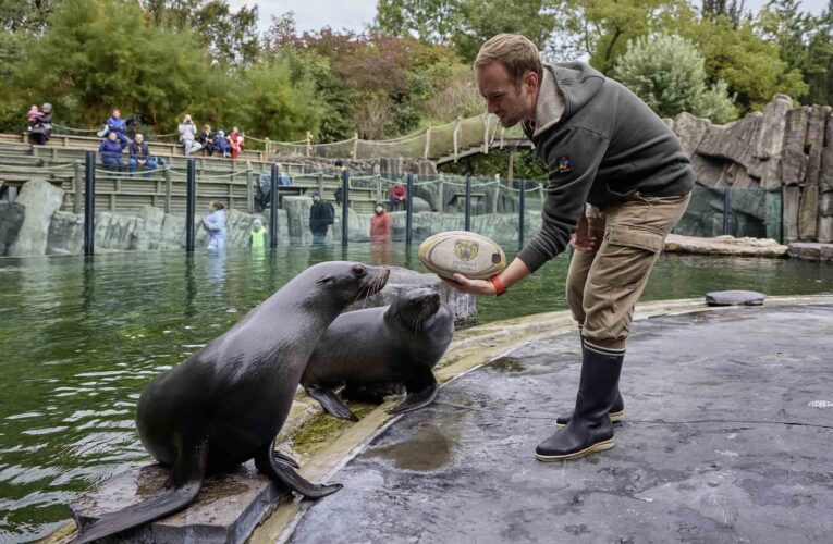 Haló, zvířátka z pražské Zoo, co děláte? Plníme náročné úkoly a hrajeme ragby …