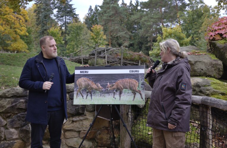 Meru a Eburu – vzácná mláďata bongů horských v Zoo Praha dostala jména
