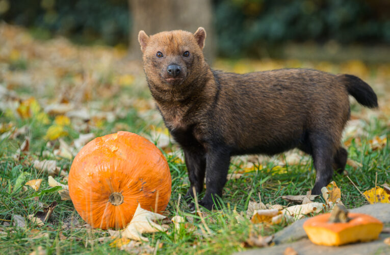 Dýňové hody v Zoo Praha