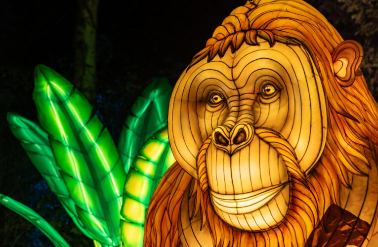 Světelná zoo dnes otevírá své brány