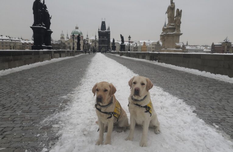 Péče o psy v zimě: jak ochránit čtyřnohé přátele před chladem