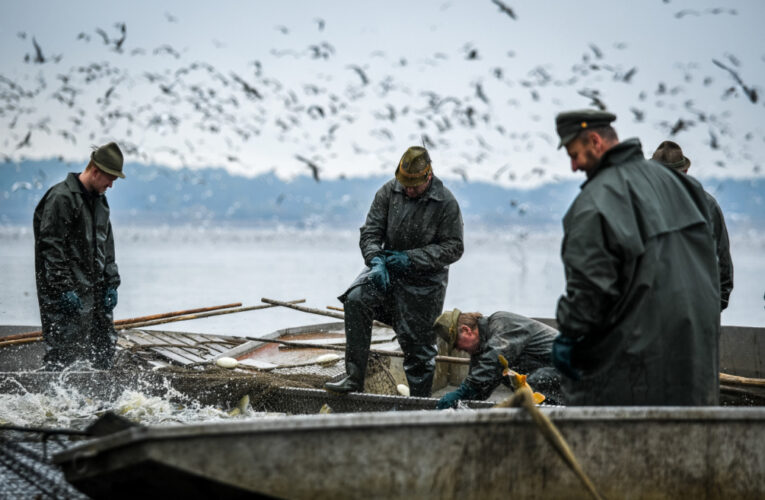 Začíná období podzimních výlovů. Po pauze se letos opět loví i Rožmberk – největší český rybník