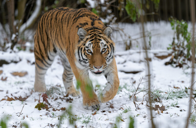 Zoo Praha pod sněhem