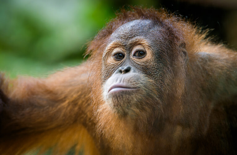 Páté narozeniny orangutana Kawiho. Zoo Praha je oslaví i s návštěvníky