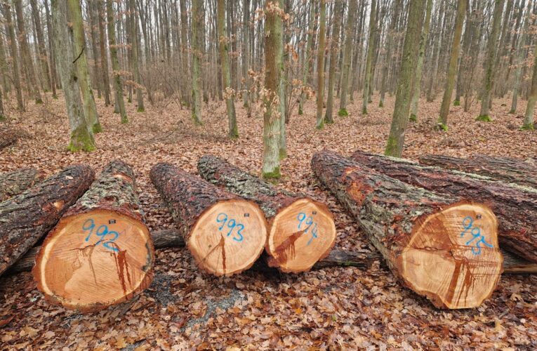 O dříví, ze kterého se vyrábějí třeba hudební nástroje, je velký zájem