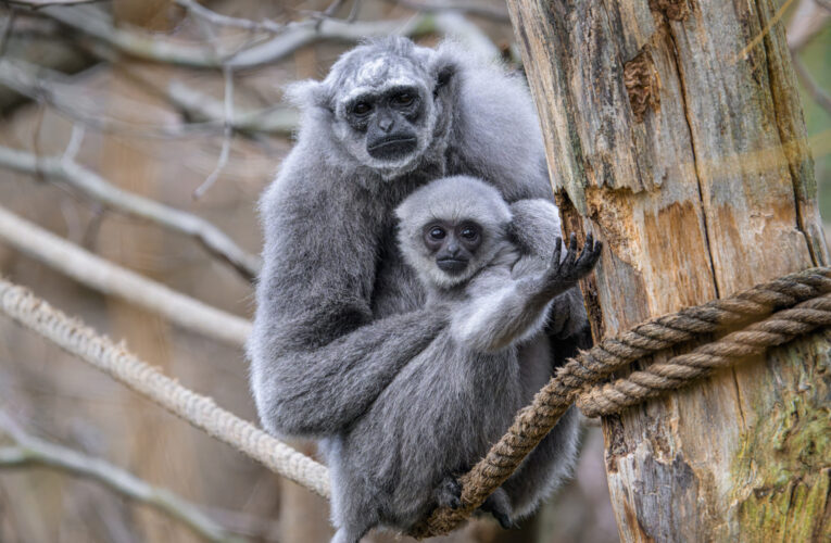 Rok na světě. Mládě gibona ze Zoo Praha dostalo symbolické jméno Bayu