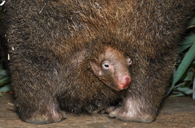 V Zoo Praha vykouklo na svět teprve druhé mládě vombata v Česku