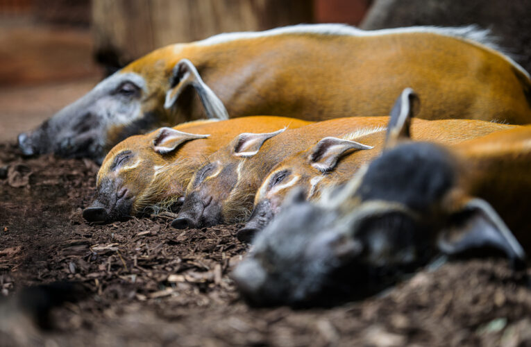 DO ZOO PRAHA ZA STOVKU PO CELÉ VÁNOCE!