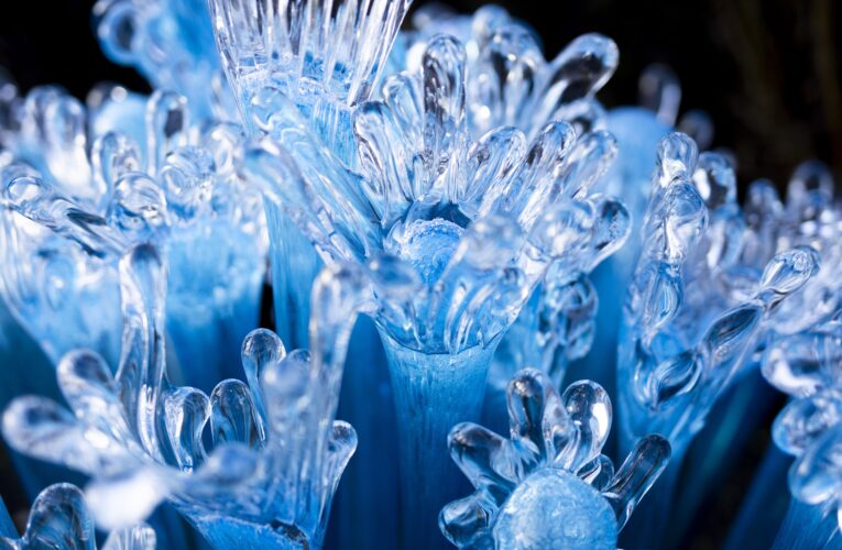 Vánoční dárky na poslední chvíli z botanické zahrady