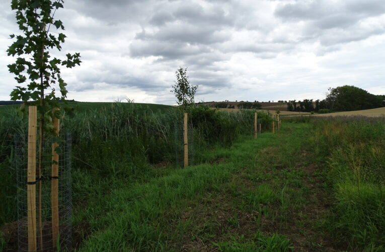 Na březích dvou jihomoravských potoků jsou stovky nově vysazených stromů a keřů, přibyla i stanoviště pro obojživelníky