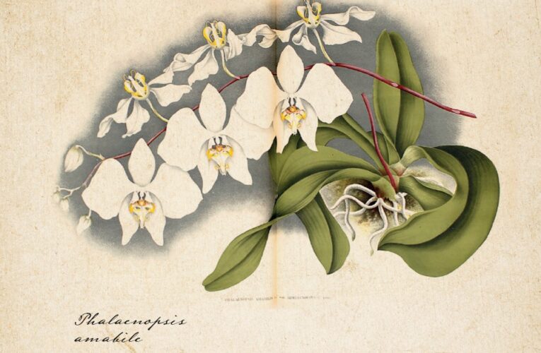 Už za měsíc začne v botanické zahradě v Troji oblíbená výstava orchidejí
