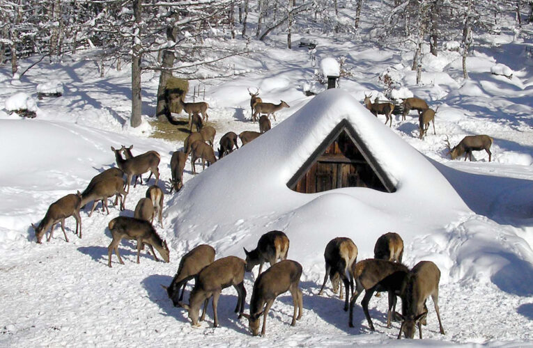 Klid, krmení a ochrana porostů: Jak fungují přezimovací obůrky Lesů ČR