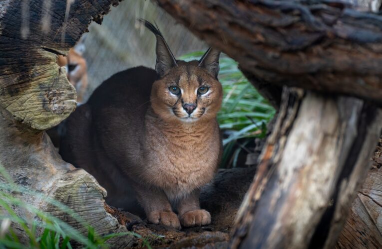 V Zoo Praha se zabydleli karakalové