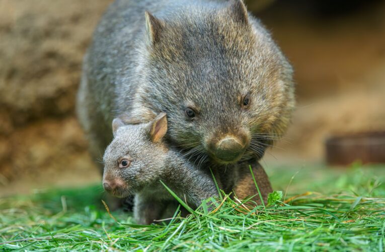 Mládě vombata v Zoo Praha opouští vak