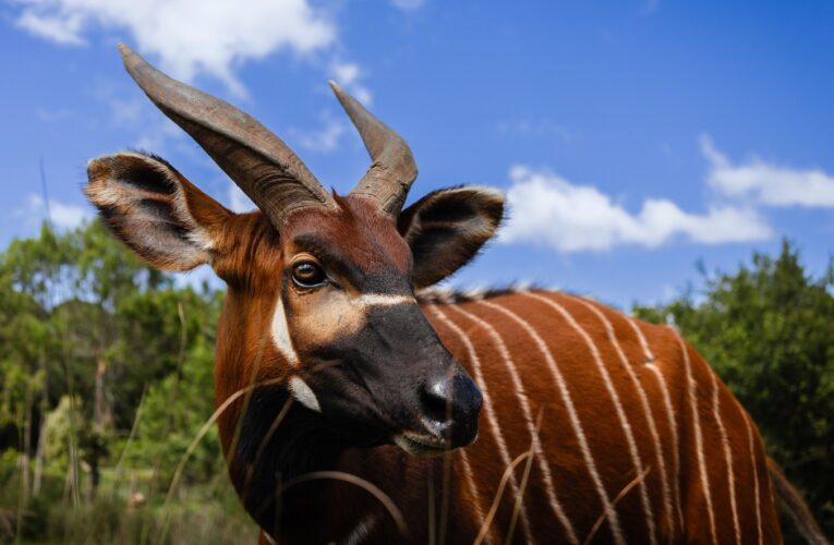 Bongové z evropských zoologických zahrad zamíří do své domoviny v Keni