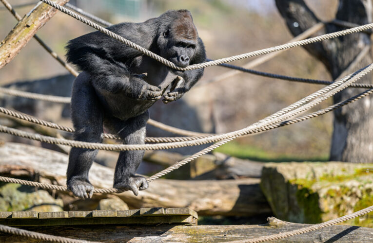 Zvířata v Zoo Praha vítají jarní počasí