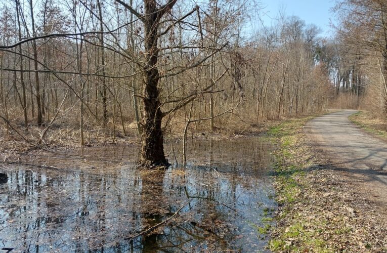 Záměrným zaplavováním krajiny vrací lesníci vodu do luhů na Břeclavsku