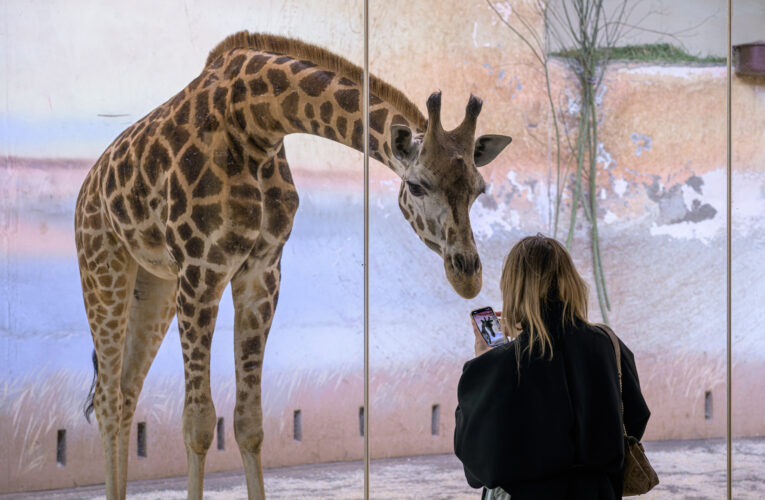 NOVÁ ŽIRAFA SE ZABYDLUJE V ZOO PRAHA