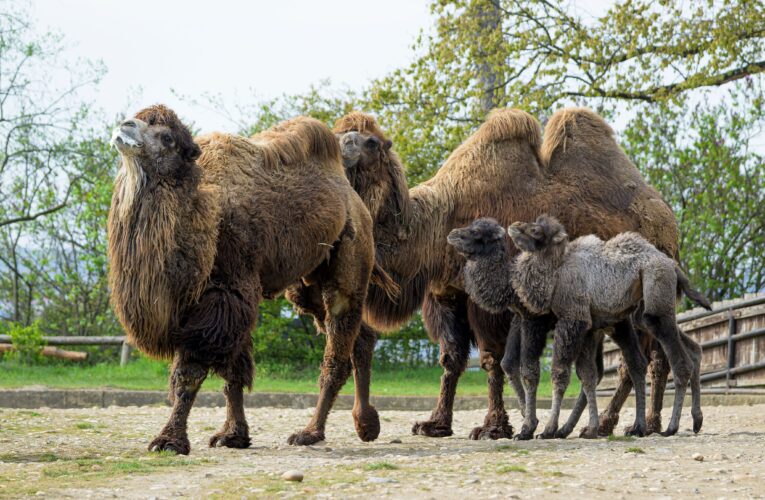 Venku i vevnitř – Zoo Praha vítá mláďata