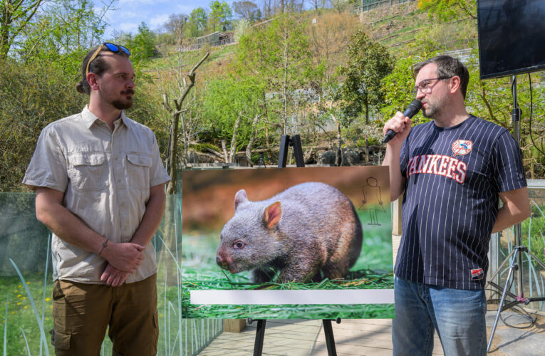 Mládě vombata v Zoo Praha je samička