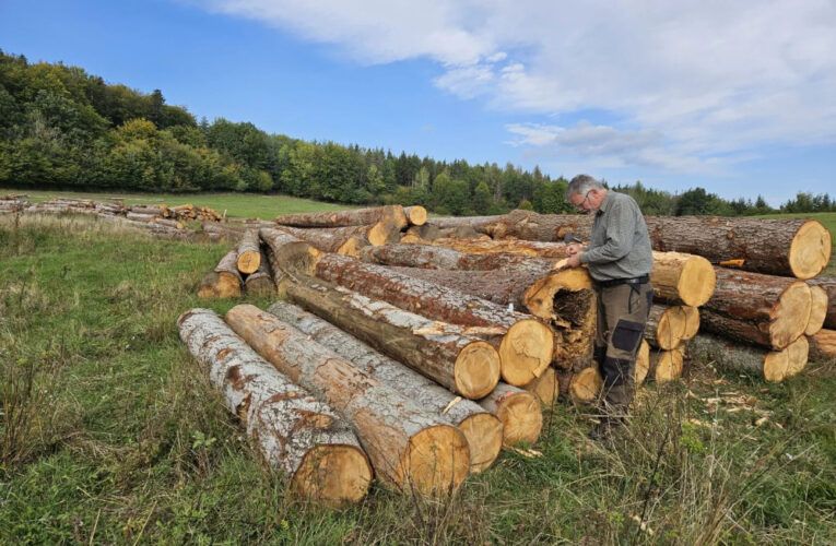 Skrytá biodiverzita evropských lesů: vědci našli dosud nepopsané houby žijící v symbióze s unikátním druhem brouka