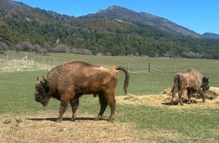 Trojice zubrů z táborské zoo nalezla nový domov v rozhlehlé přírodní rezervaci ve Francii