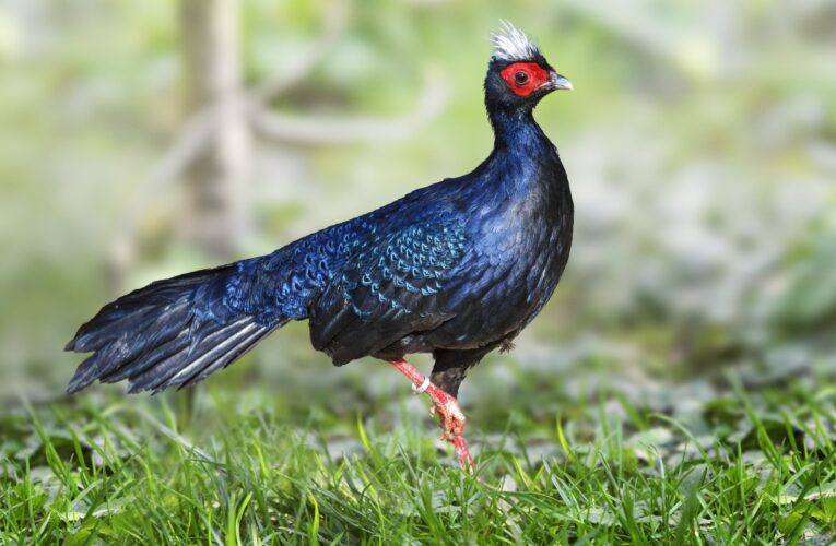 Bring Back Blue: V přírodě vyhynulí bažanti míří z Evropy do Vietnamu